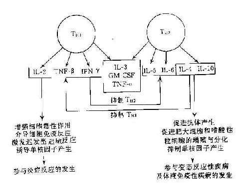 各種規(guī)格重組血細胞因子