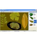 LA-S型植物葉面積、病斑、蟲(chóng)損、葉色分檔分析儀系統(tǒng)