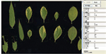 植物葉面積分析儀系統(tǒng)， 野外便攜式植物葉面積分析儀